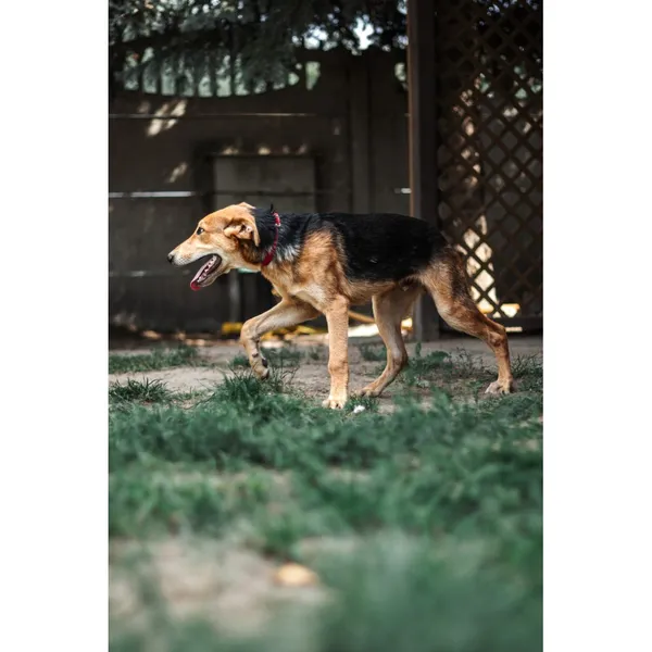 Znaleziono psa, Białystok, 15 lipca 2025 (5/5)