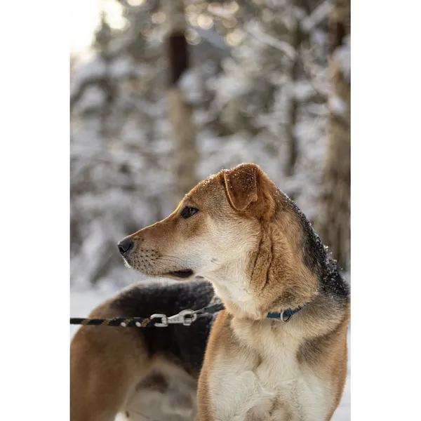 Znaleziono psa, Białystok, 15 lipca 2025 (3/5)