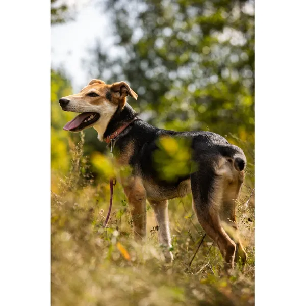 Znaleziono psa, Białystok, 15 lipca 2025 (3/5)