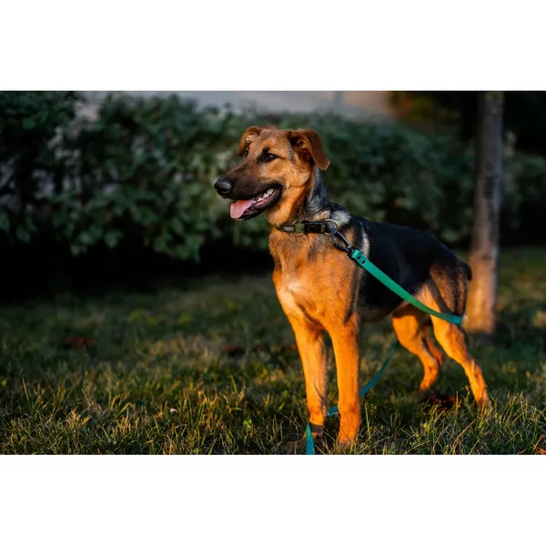 Znaleziono psa, Białystok, 15 lipca 2025 (1/4)