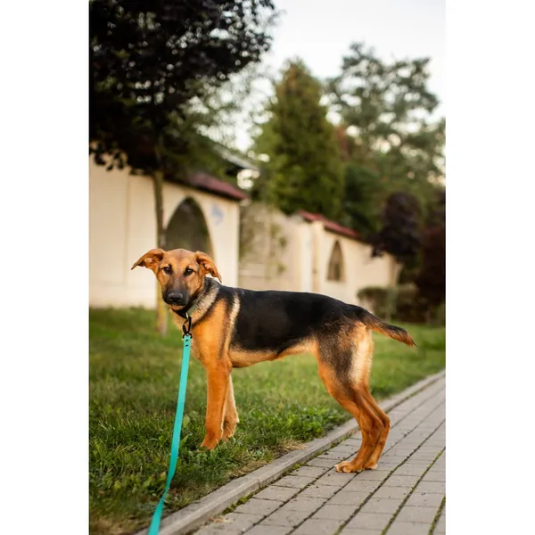 Znaleziono psa, Białystok, 15 lipca 2025 (3/4)