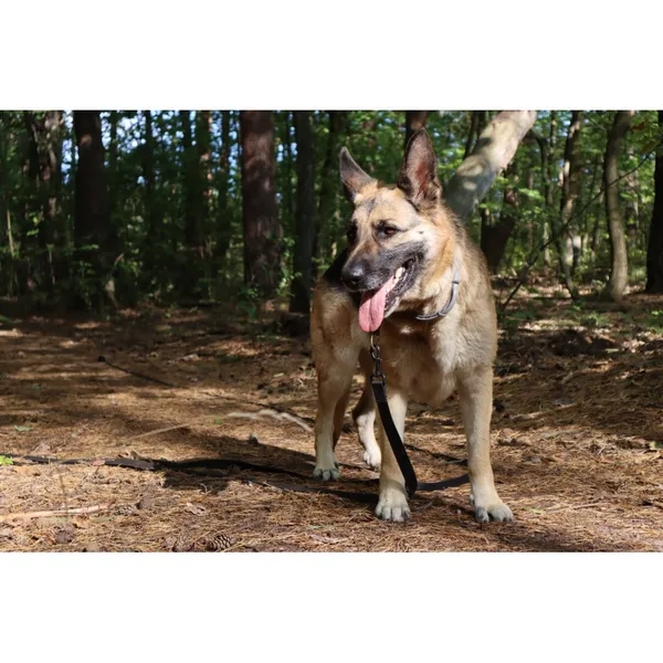 Znaleziono psa, Białystok, 20 czerwca 2025 (1/4)