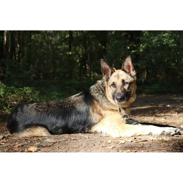 Znaleziono psa, Białystok, 20 czerwca 2025 (2/4)