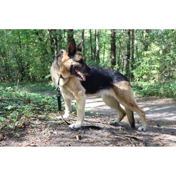 Znaleziono psa, Białystok, 20 czerwca 2025 (3/4)