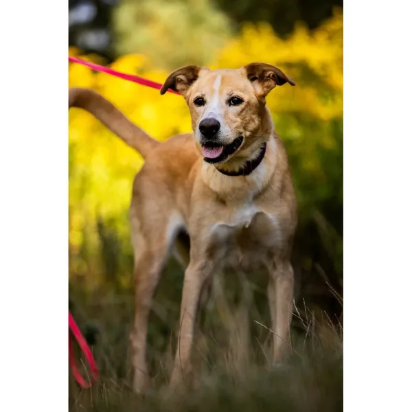 Znaleziono psa, Białystok, 9 czerwca 2025 (1/5)