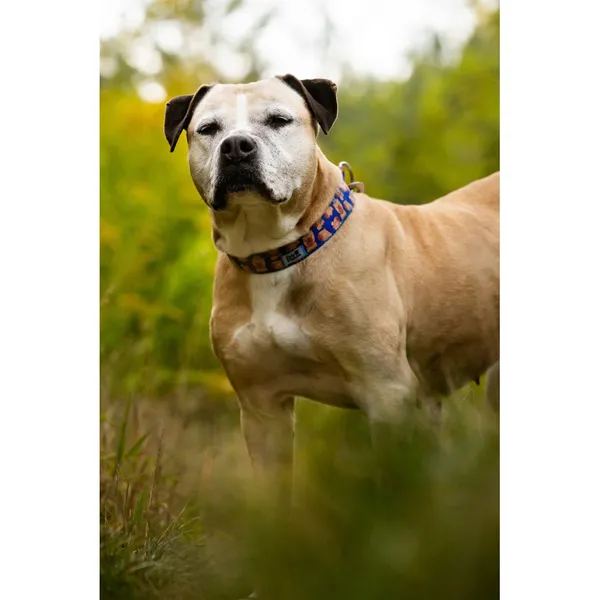 Znaleziono psa, Białystok, 31 lipca 2025 (2/5)