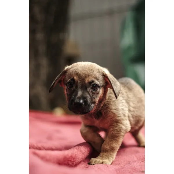 Znaleziono psa, Białystok, 13 sierpnia 2025 (3/5)