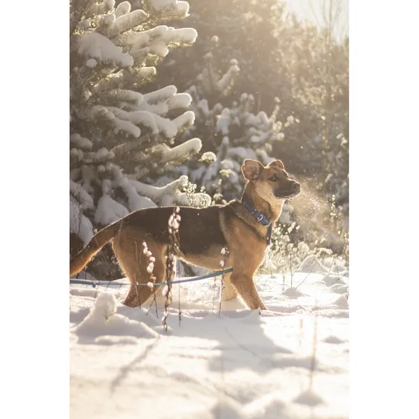 Znaleziono psa, Białystok, 15 lipca 2025 (1/5)