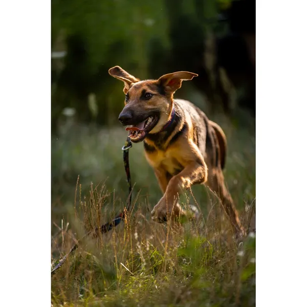 Znaleziono psa, Białystok, 15 lipca 2025 (4/5)