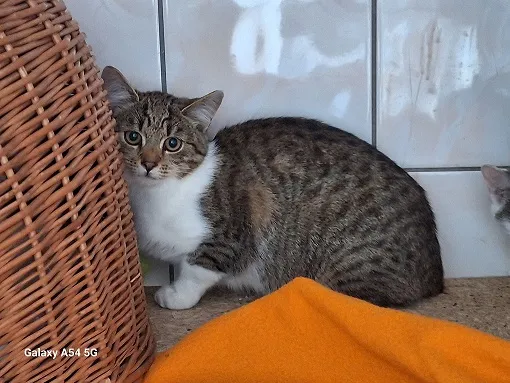 Kot do adopcji, Orzechowce, 26 września 2025