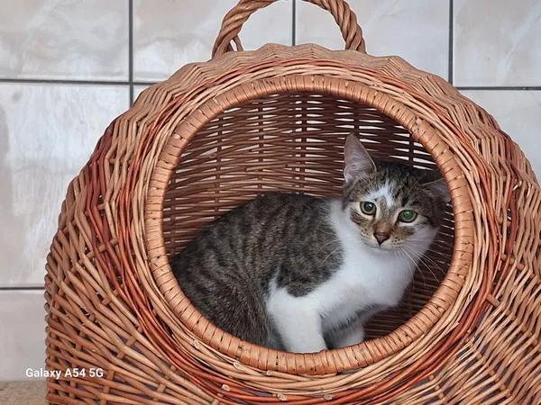 Kot do adopcji, Orzechowce, 26 września 2025