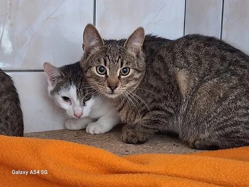 Kot do adopcji, Orzechowce, 26 września 2025