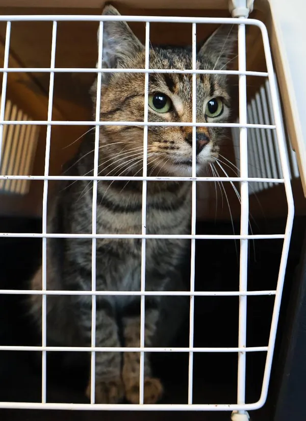 Znaleziono kota, Łódź, 26 września 2025 (4/4)