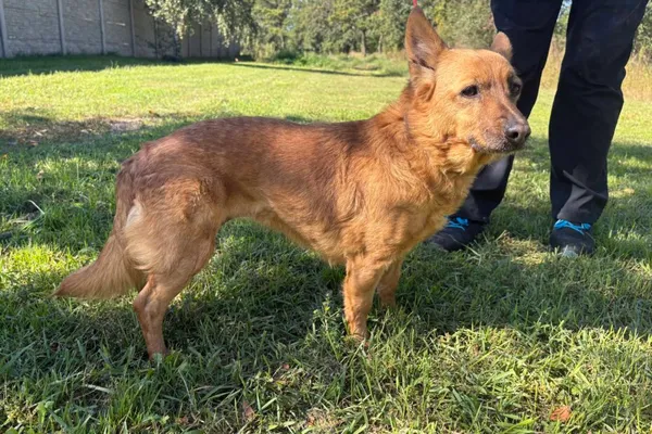 Pies do adopcji, Henrykowo, 26 września 2025 (1/4)