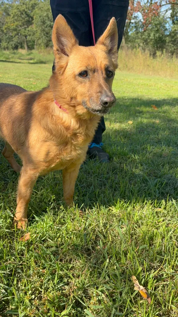 Pies do adopcji, Henrykowo, 26 września 2025 (3/4)