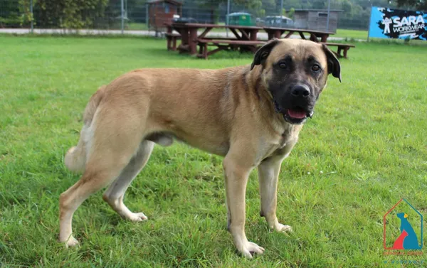 Pies do adopcji, Grudziądz, 15 września 2025