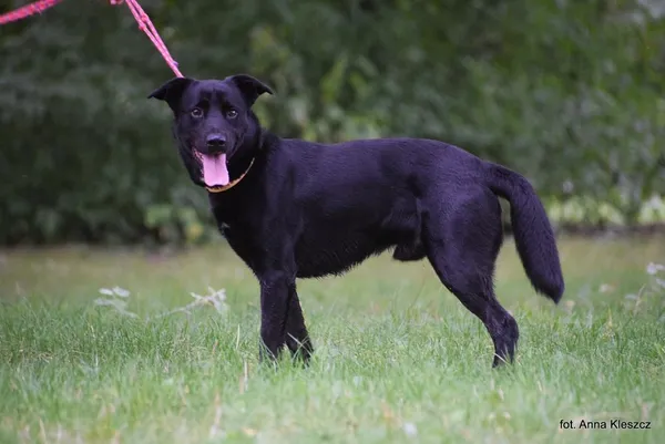 Znaleziono psa, Toruń, 20 sierpnia 2025