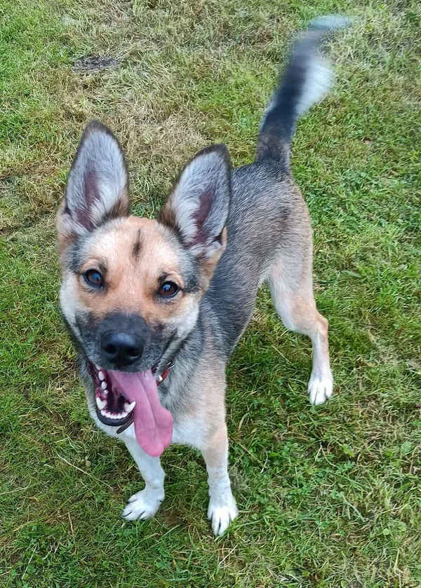 Pies do adopcji, Sopot, 26 września 2025 (2/4)