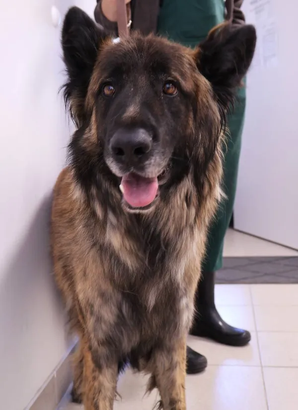 Znaleziono psa, Łódź, 26 września 2025 (4/5)