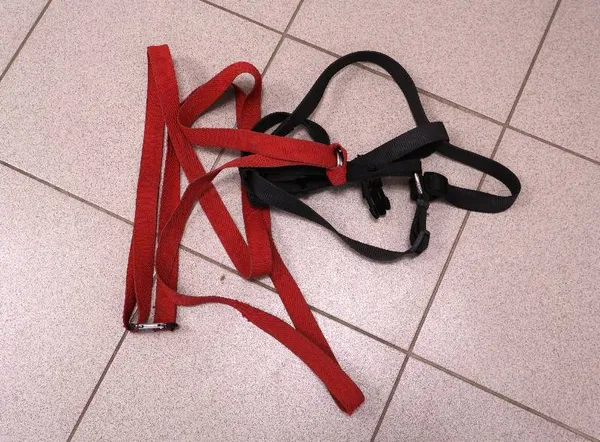 Znaleziono psa, Łódź, 26 września 2025 (5/5)