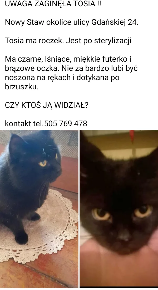 Zaginął kot, Nowy Staw, 27 września 2025