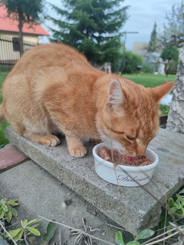 Znaleziono kota, Chełmek, 27 września 2025 (1/2)