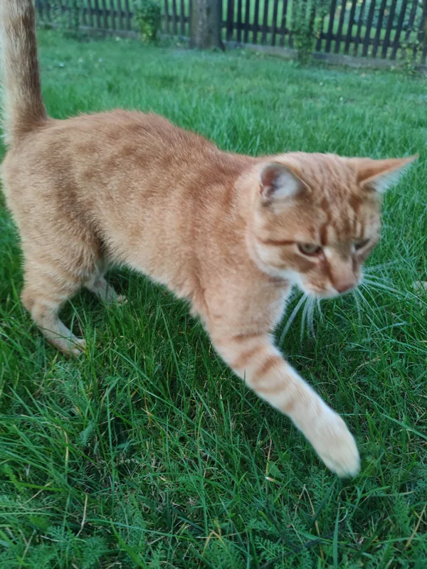 Znaleziono kota, Chełmek, 27 września 2025 (2/2)