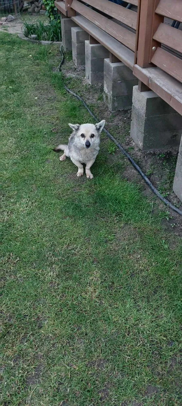 Zaginął pies, Łódź, 27 września 2025