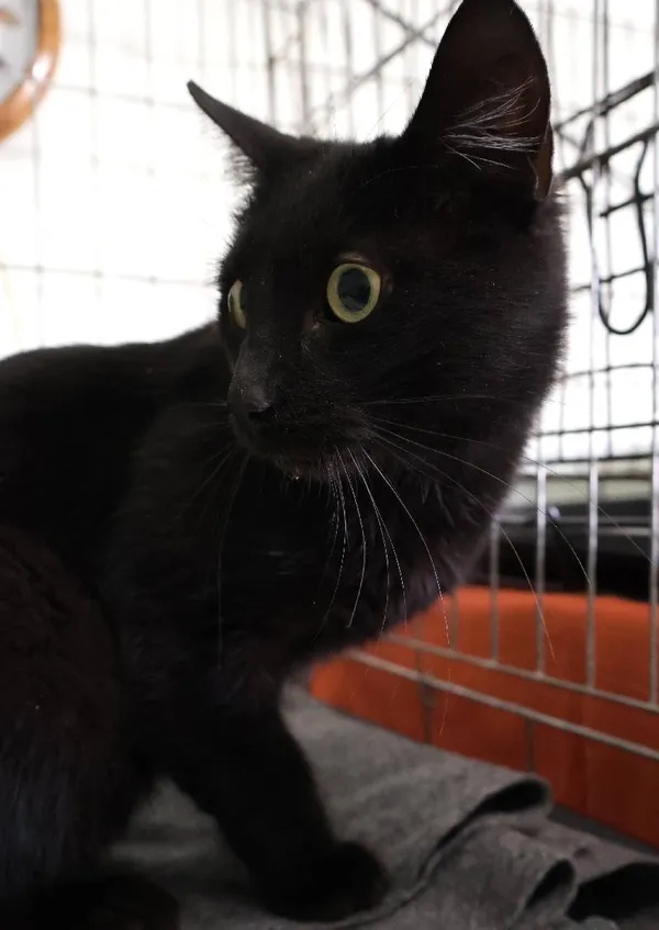 Znaleziono kota, Łódź, 26 września 2025 (1/5)