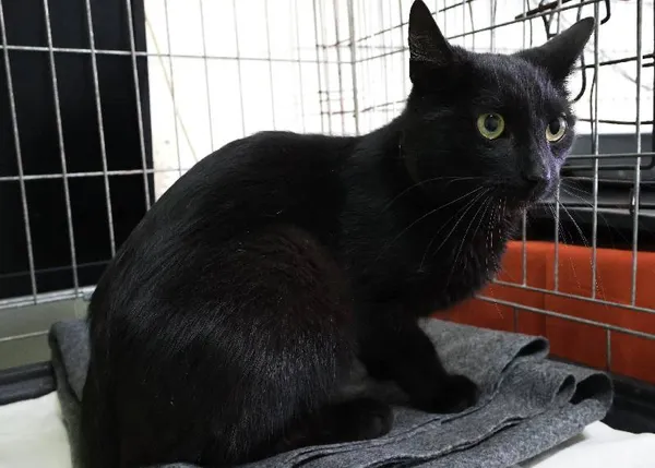 Znaleziono kota, Łódź, 26 września 2025 (3/5)