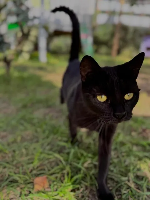 Kot do adopcji, Piła, 31 marca 2025 (1/5)