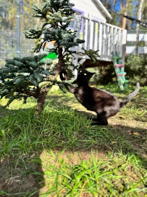 Kot do adopcji, Piła, 31 marca 2025 (2/5)