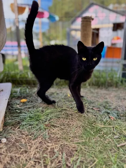 Kot do adopcji, Piła, 31 marca 2025 (3/5)