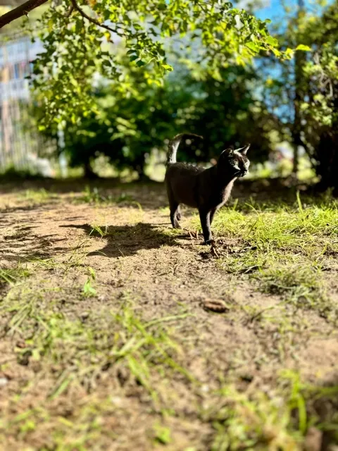 Kot do adopcji, Piła, 31 marca 2025 (4/5)