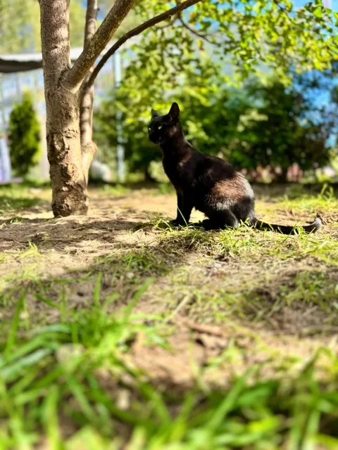 Kot do adopcji, Piła, 31 marca 2025 (5/5)