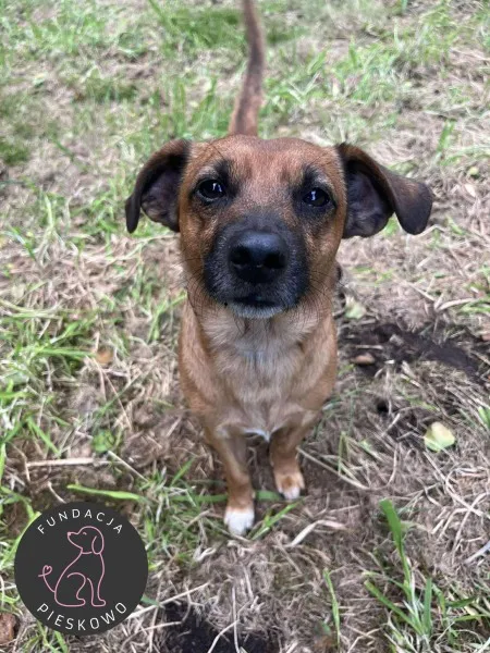 Pies do adopcji, Wolsztyn, 27 września 2025