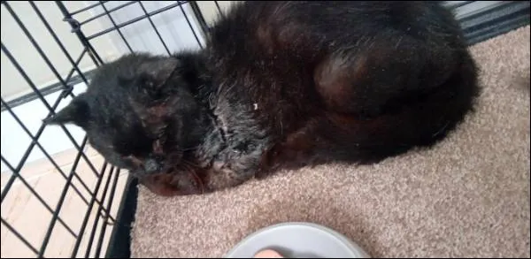 Znaleziono kota, Grudziądz, 27 września 2025