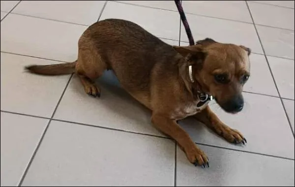 Znaleziono psa, Grudziądz, 28 września 2025