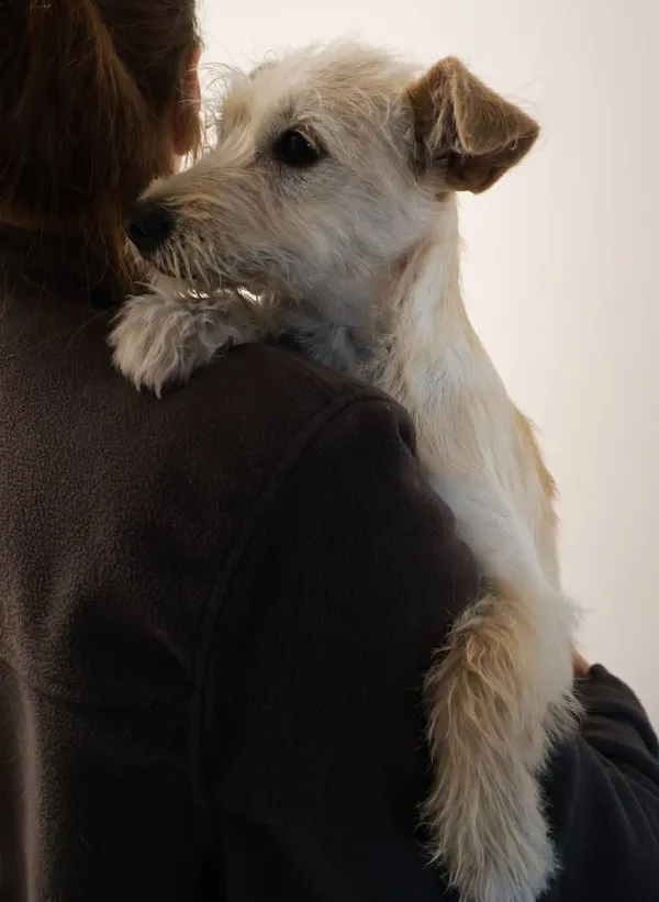 Znaleziono psa, Łódź, 28 września 2025 (2/4)