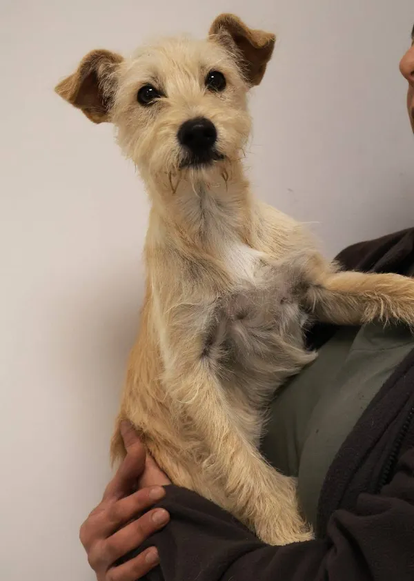 Znaleziono psa, Łódź, 28 września 2025 (3/4)