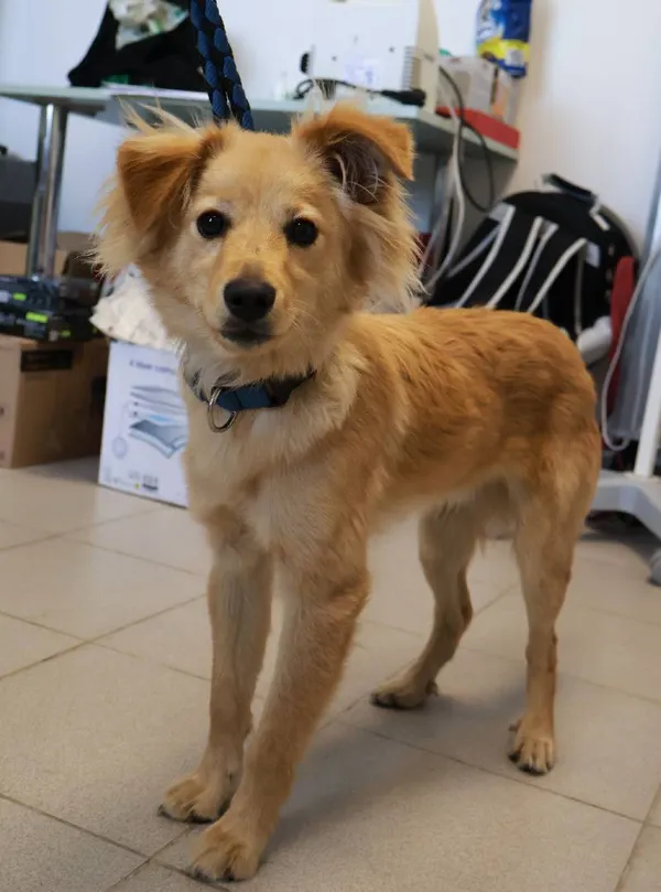 Znaleziono psa, Łódź, 27 września 2025 (3/4)