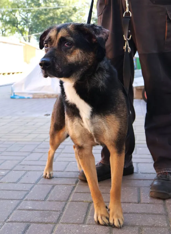 Znaleziono psa, Łódź, 27 września 2025 (4/4)