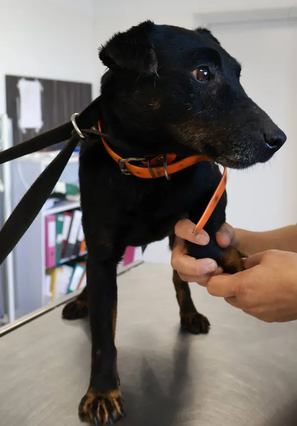 Znaleziono psa, Łódź, 27 września 2025 (2/5)