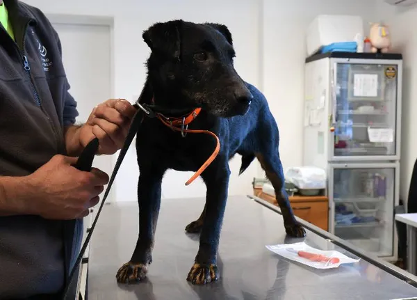 Znaleziono psa, Łódź, 27 września 2025 (3/5)