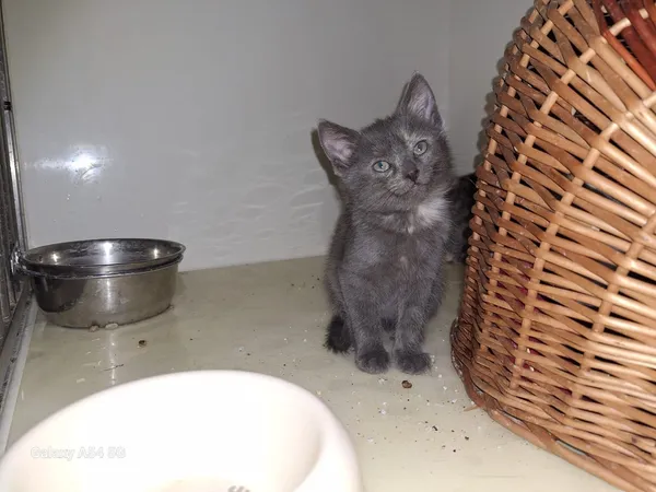 Kot do adopcji, Orzechowce, 28 września 2025 (5/5)