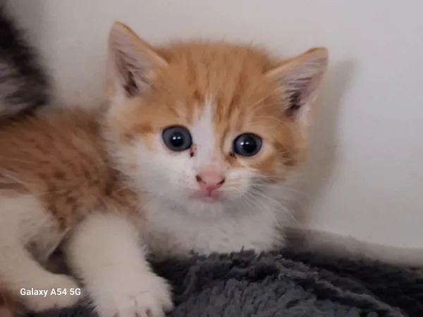 Kot do adopcji, Orzechowce, 28 września 2025 (2/5)