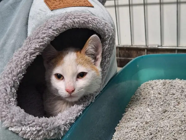 Kot do adopcji, Orzechowce, 28 września 2025 (2/2)