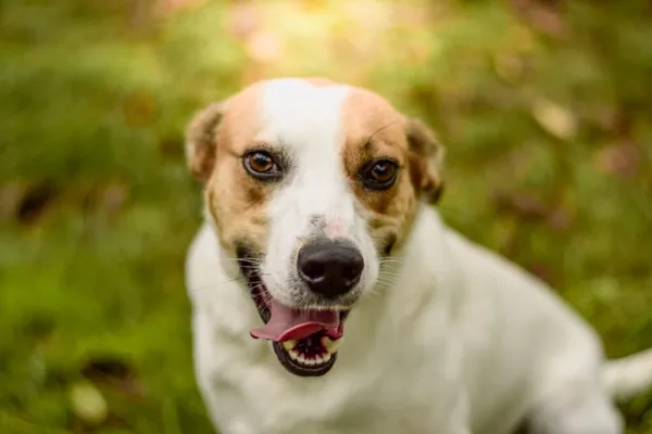 Pies do adopcji, Radom, 4 grudnia 2025 (2/5)