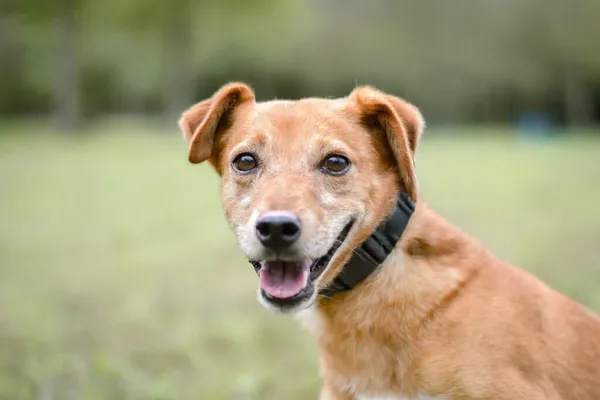 Pies do adopcji, Radom, 28 września 2025 (1/5)