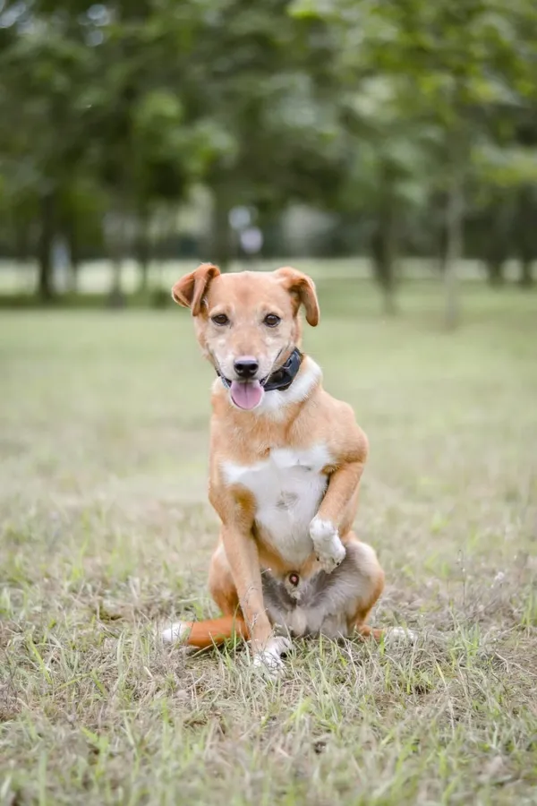 Pies do adopcji, Radom, 28 września 2025 (3/5)